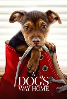 مشاهدة وتحميل فلم A Dog’s Way Home طريق كلب إلى البيت اونلاين