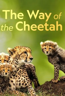 مشاهدة وتحميل فلم The Way of the Cheetah طريق الفهد اونلاين